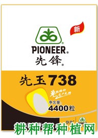 先玉987玉米种简介(先玉338玉米品种)